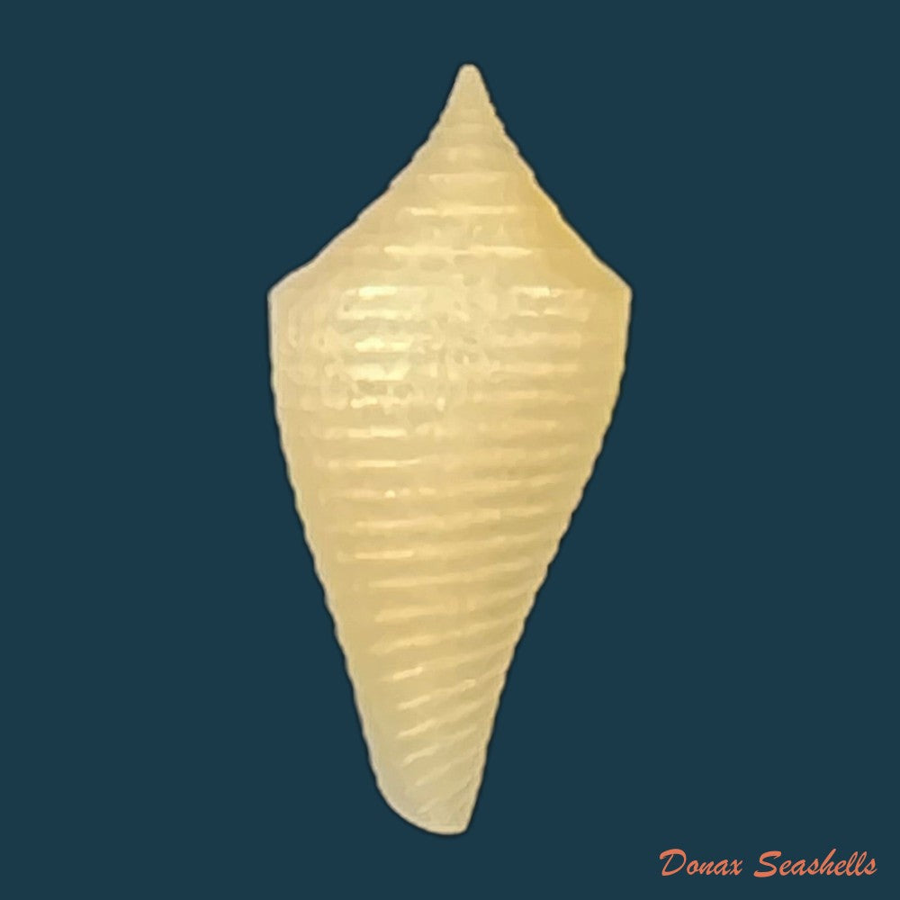 conus-sp-27-9mm-copia