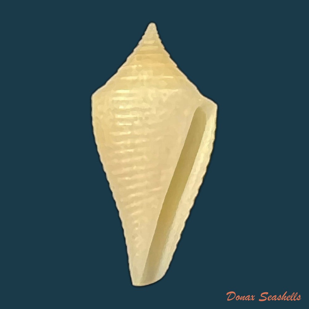 conus-sp-27-9mm-copia