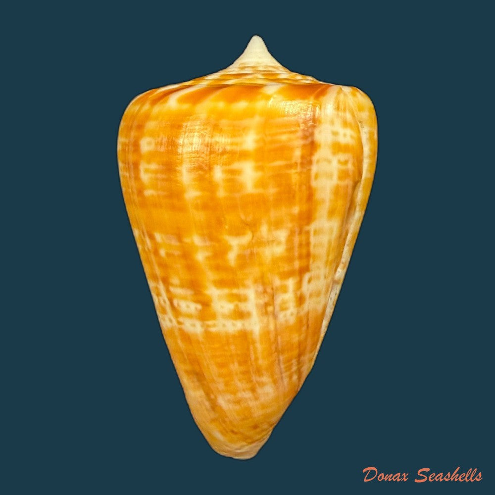 conus-spurius-ochraceus-lamarck-1810-65mm-copia