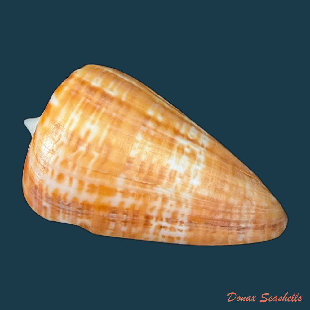 conus-spurius-ochraceus-lamarck-1810-65mm-copia