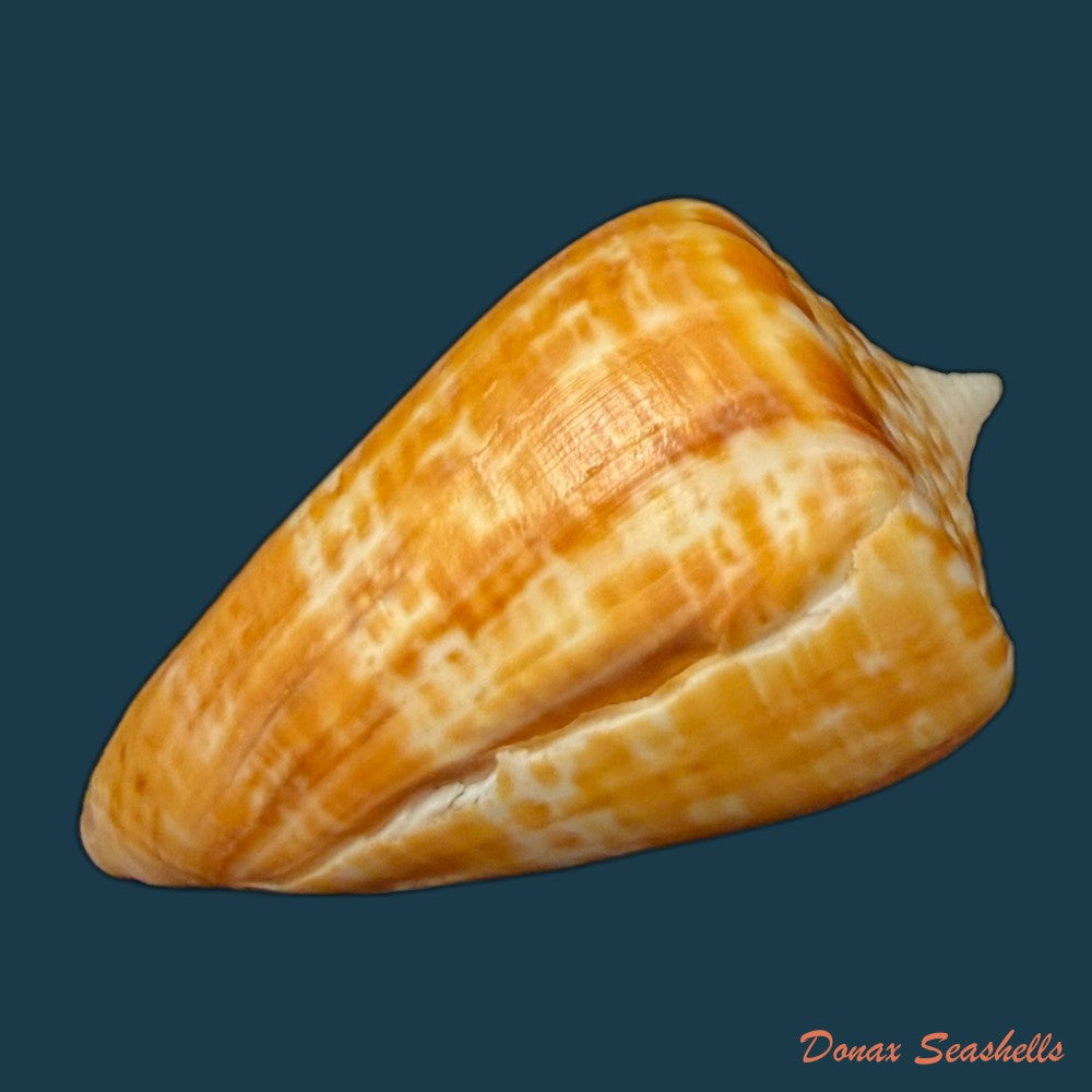 conus-spurius-ochraceus-lamarck-1810-65mm-copia