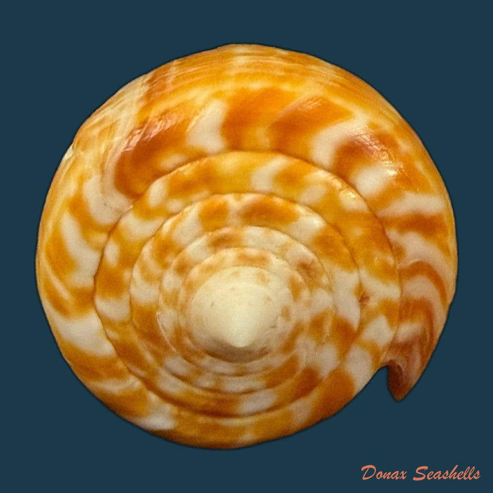conus-spurius-ochraceus-lamarck-1810-65mm-copia