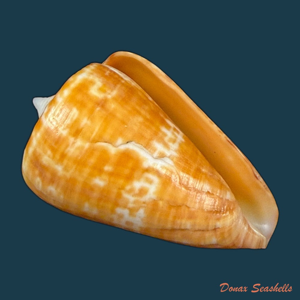 conus-spurius-ochraceus-lamarck-1810-65mm-copia
