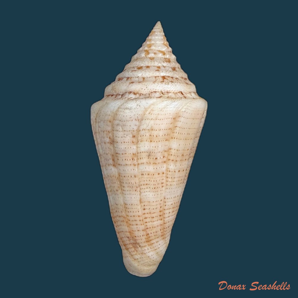 conus-spurius-ochraceus-lamarck-1810-73-5mm-copia