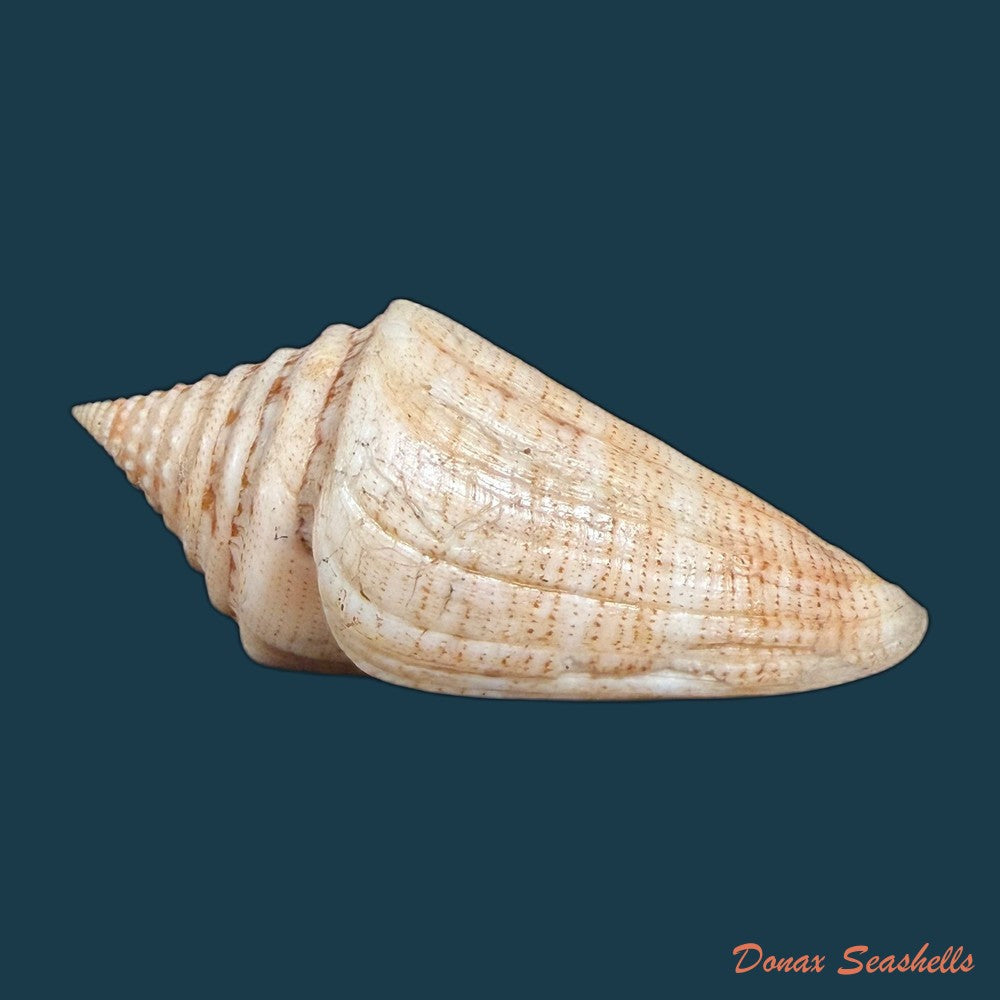 conus-spurius-ochraceus-lamarck-1810-73-5mm-copia