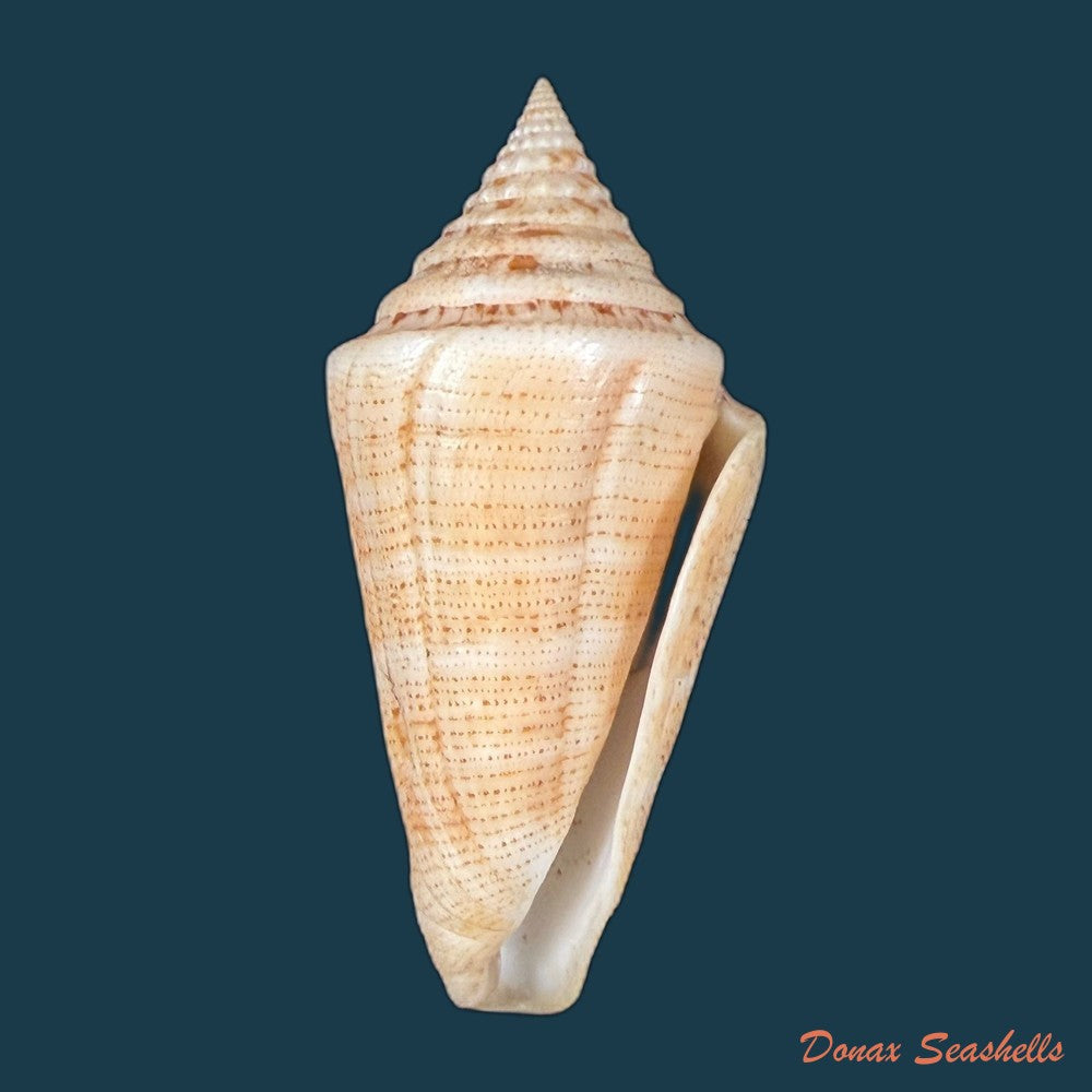 conus-spurius-ochraceus-lamarck-1810-73-5mm-copia