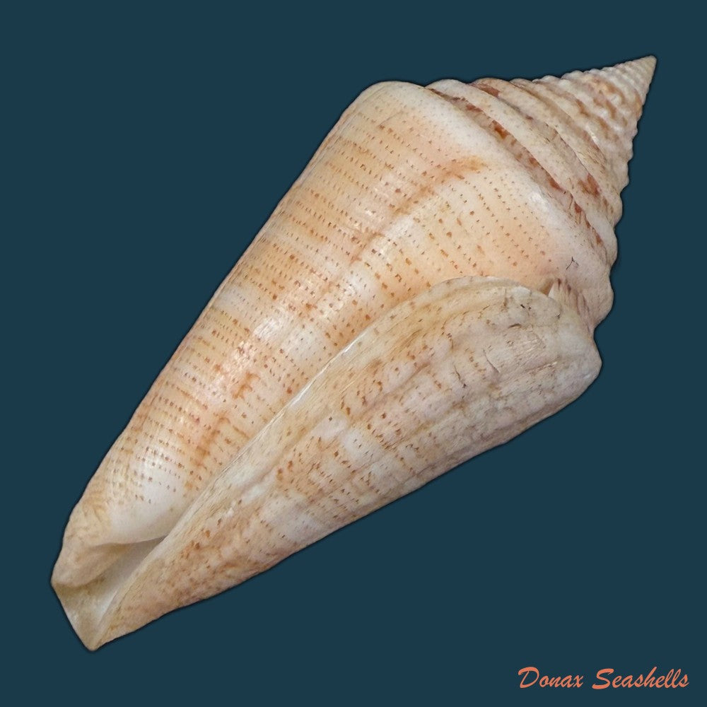 conus-spurius-ochraceus-lamarck-1810-73-5mm-copia