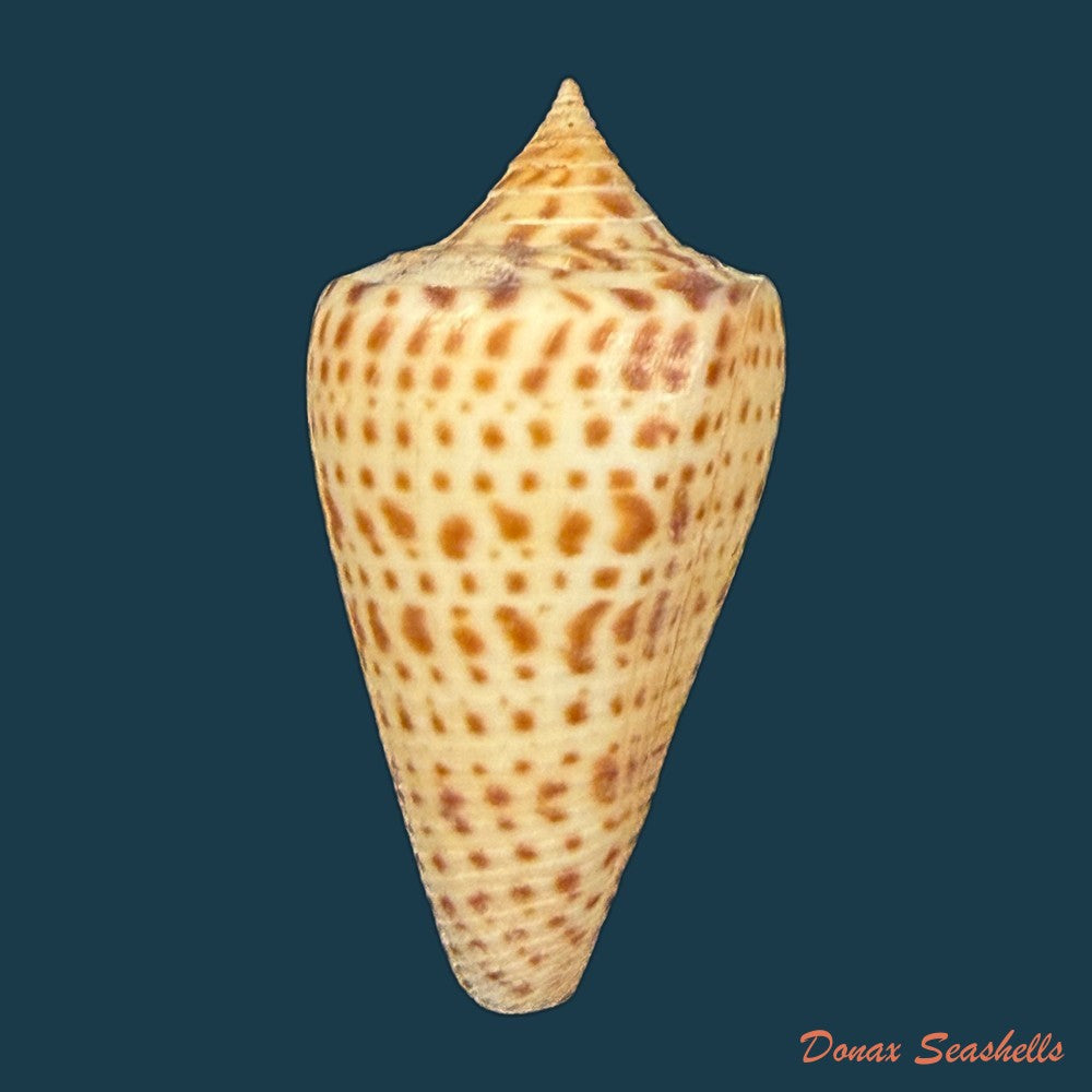 conus-spurius-quadratus-roding-1798-65mm-copia-1