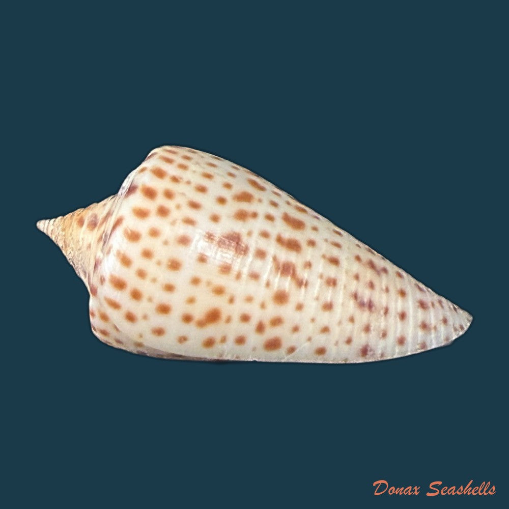 conus-spurius-quadratus-roding-1798-65mm-copia-1
