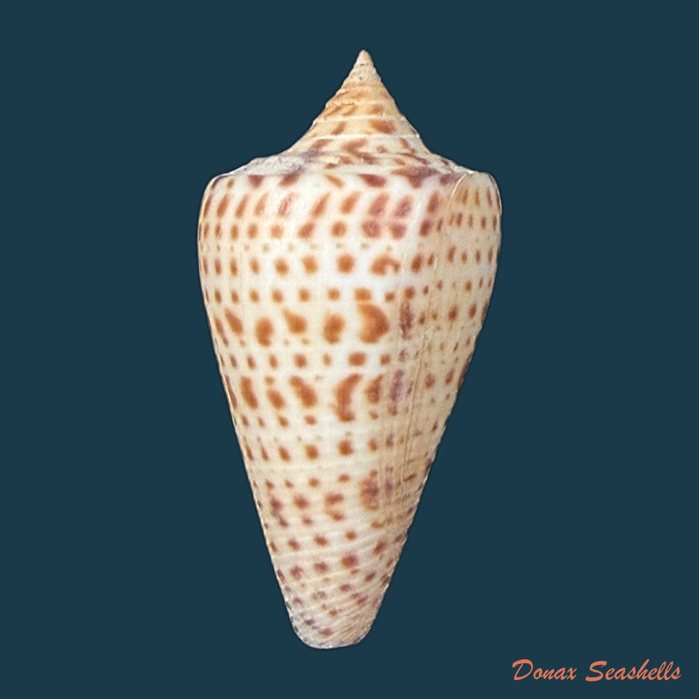 conus-spurius-quadratus-roding-1798-65mm-copia-1