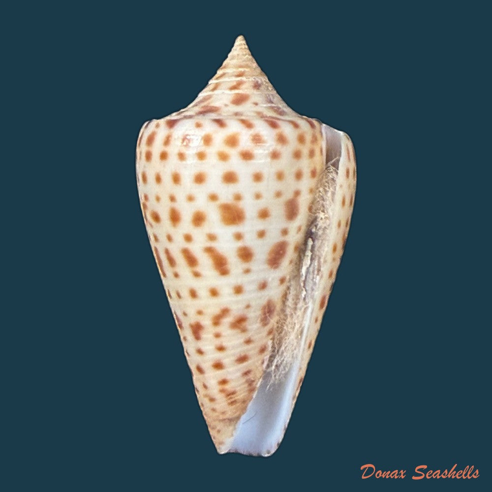 conus-spurius-quadratus-roding-1798-65mm-copia-1