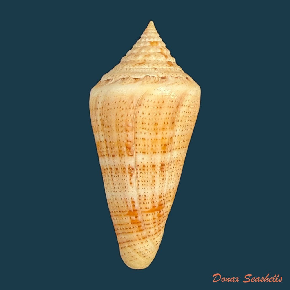 conus-spurius-quadratus-roding-1798-65mm-copia