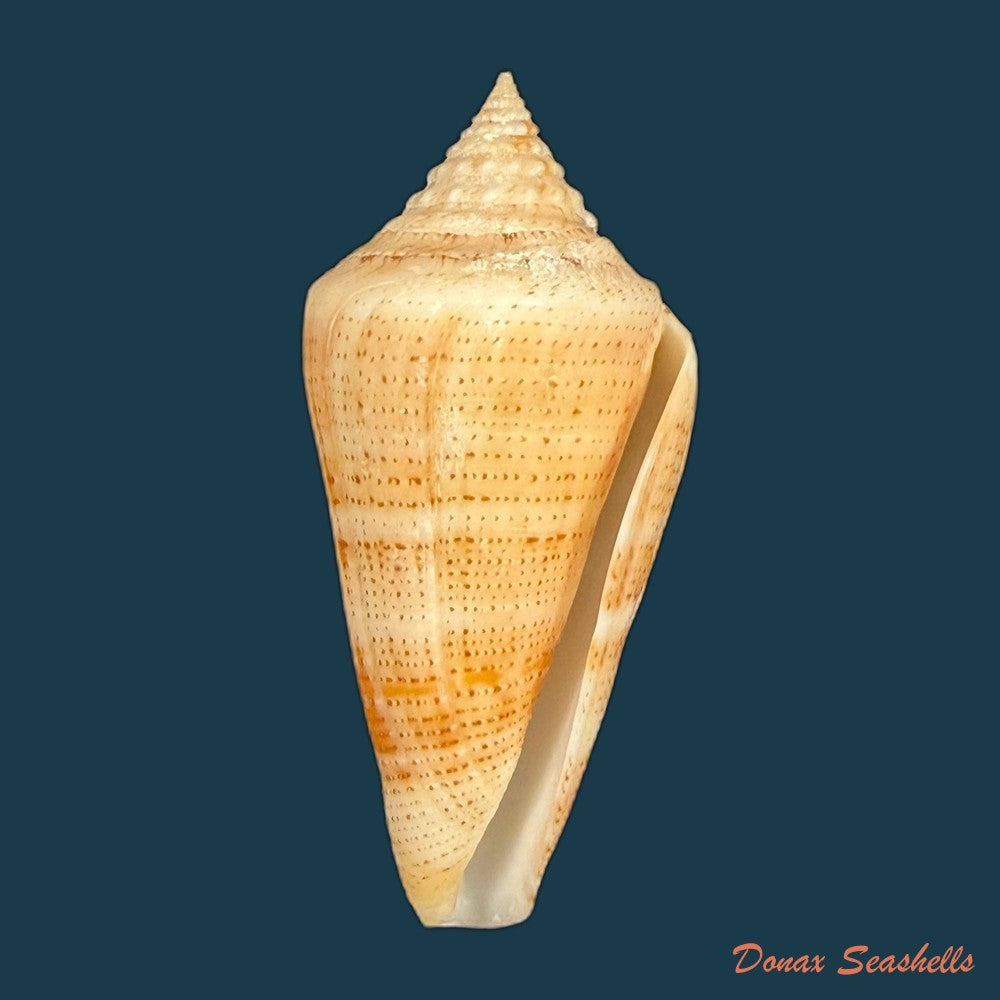 conus-spurius-quadratus-roding-1798-65mm-copia