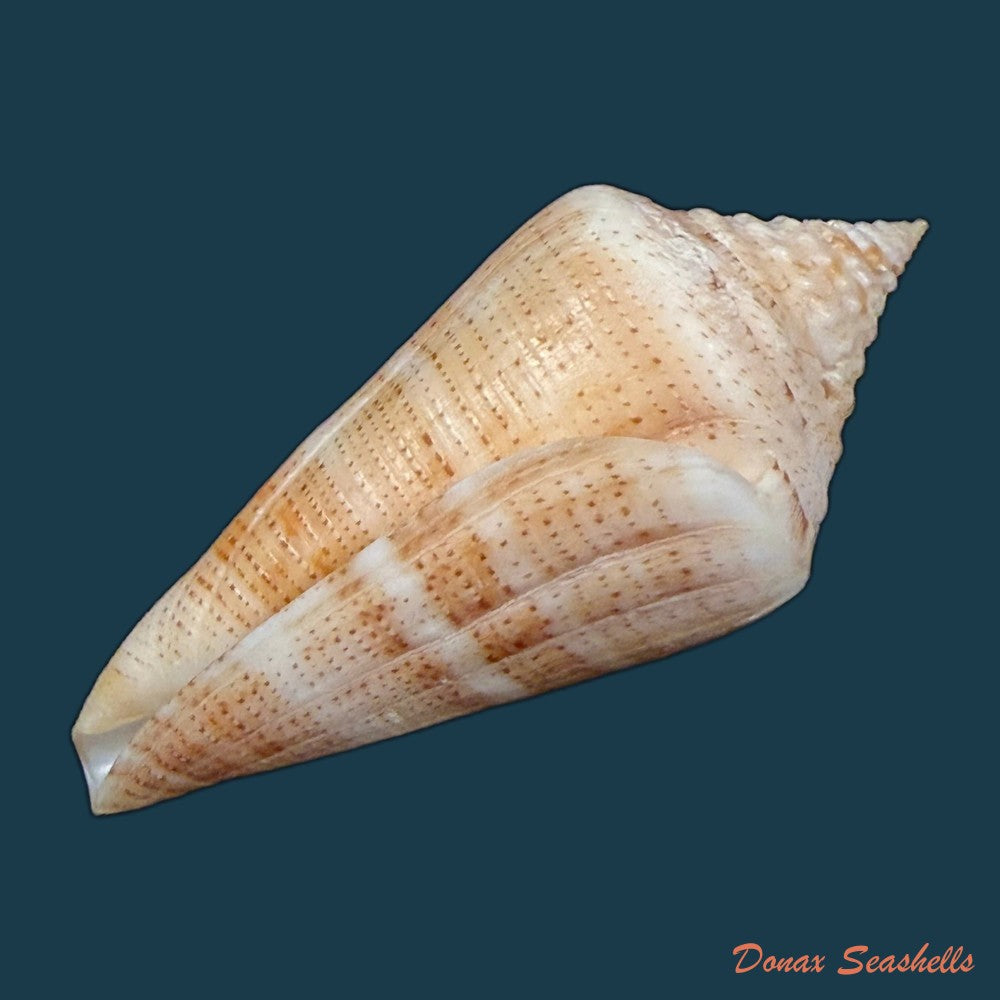 conus-spurius-quadratus-roding-1798-65mm-copia