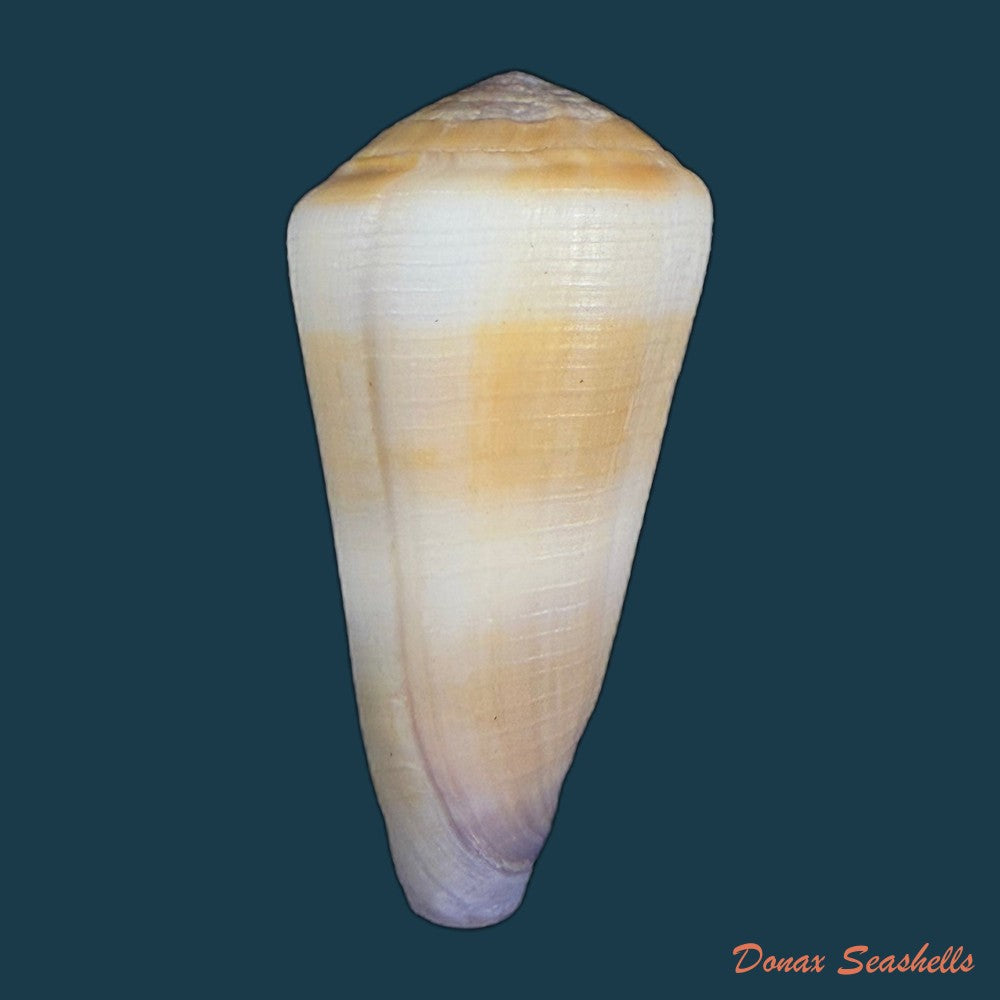 conus-thomasi-g-b-sowerby-iii-1881-49-5mm-copia-1