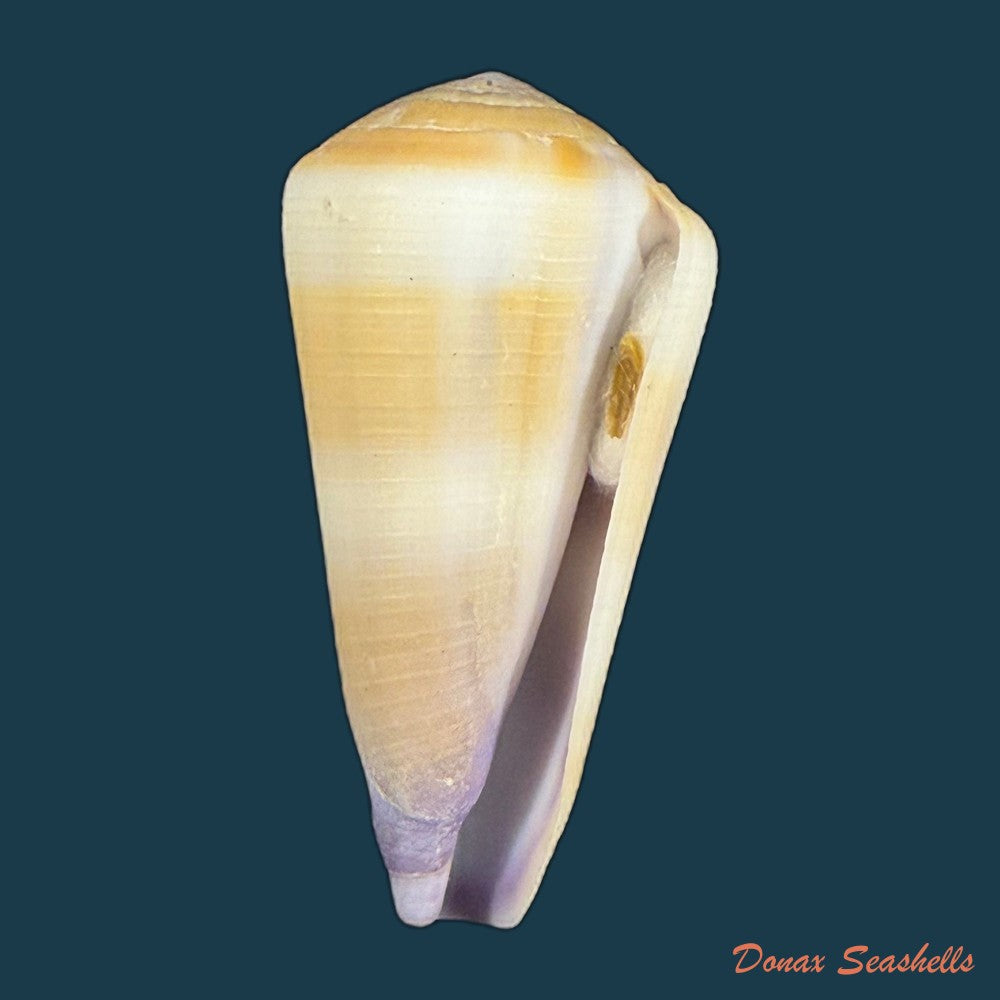 conus-thomasi-g-b-sowerby-iii-1881-49-5mm-copia-1