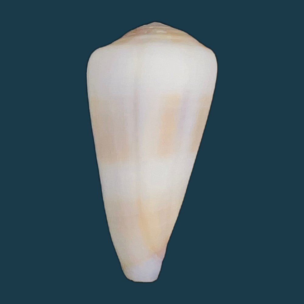 conus-thomasi-g-b-sowerby-iii-1881-49-5mm-copia