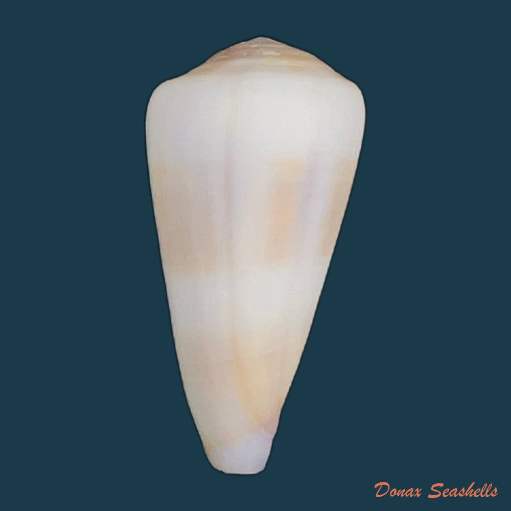 conus-thomasi-g-b-sowerby-iii-1881-49-5mm-copia