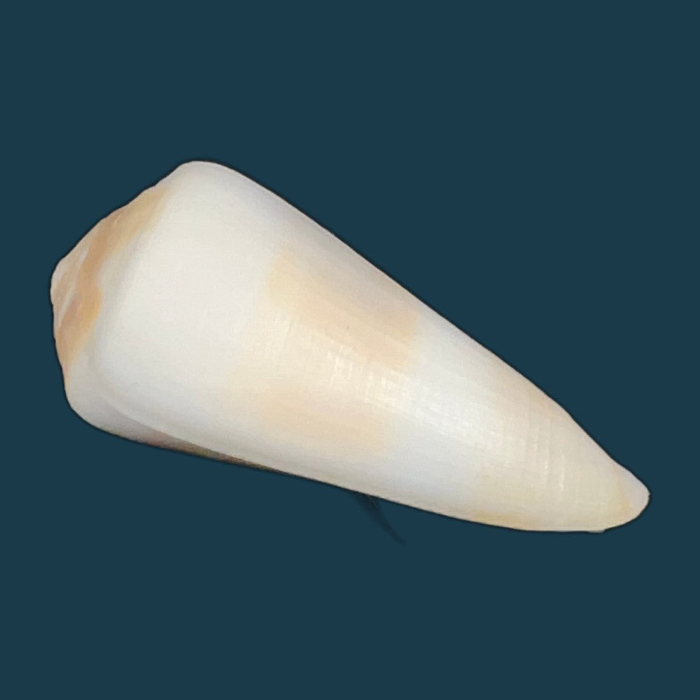 conus-thomasi-g-b-sowerby-iii-1881-49-5mm-copia