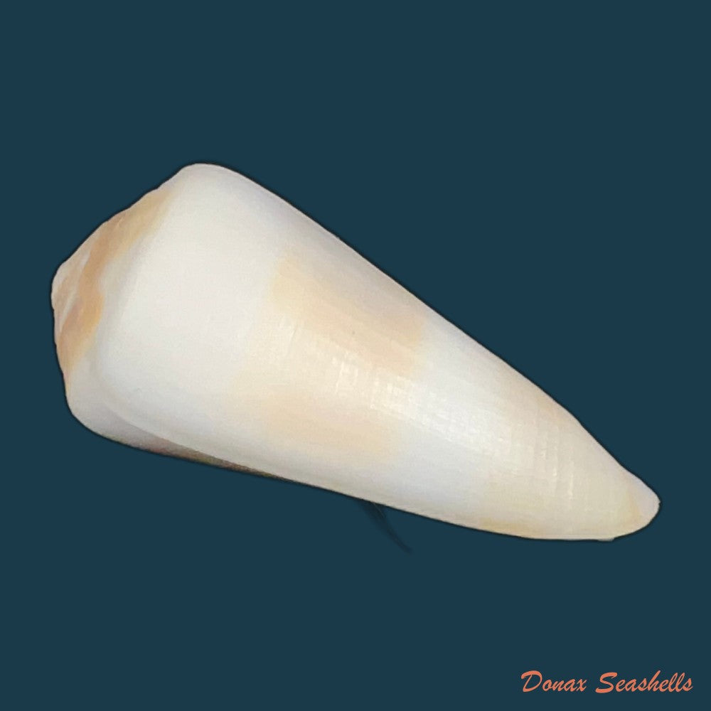conus-thomasi-g-b-sowerby-iii-1881-49-5mm-copia