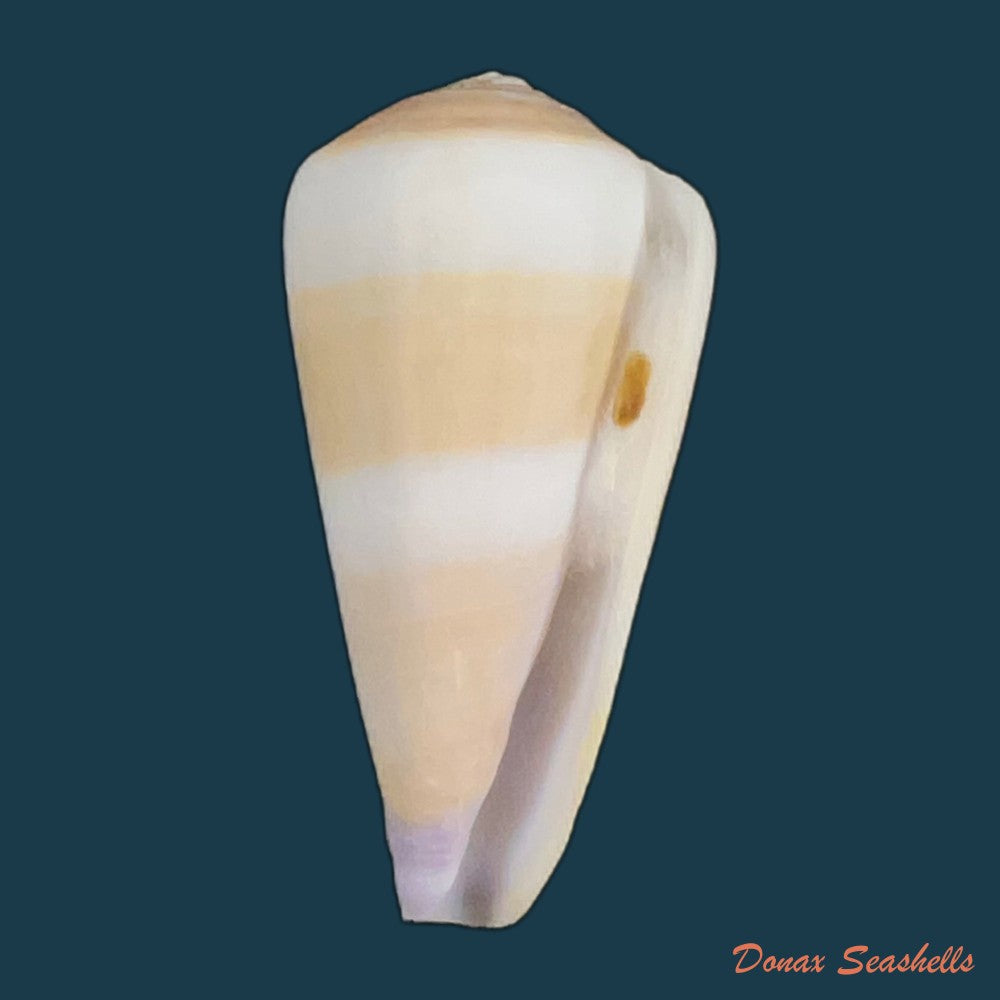 conus-thomasi-g-b-sowerby-iii-1881-49-5mm-copia