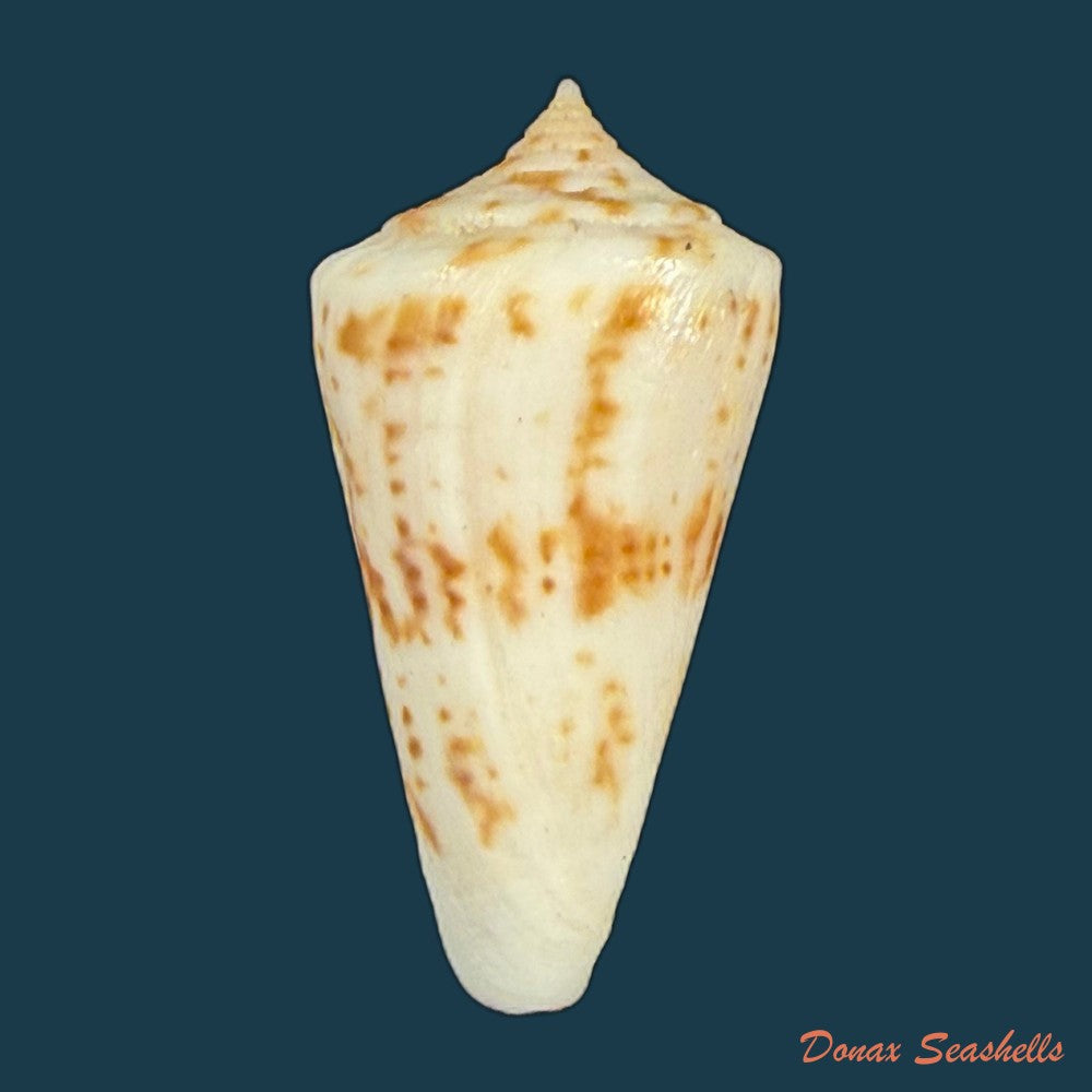 conus-tostesi-petuch-1986-29-5mm-copia
