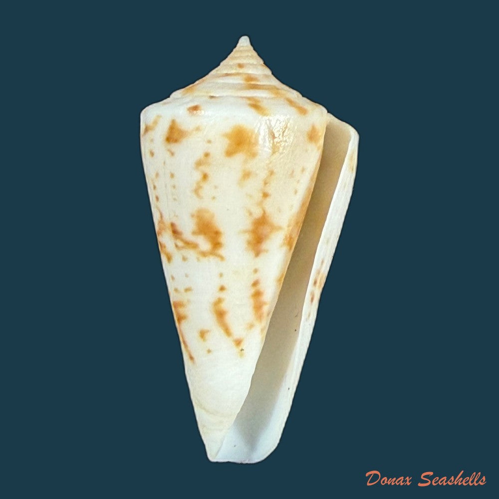 conus-tostesi-petuch-1986-29-5mm-copia