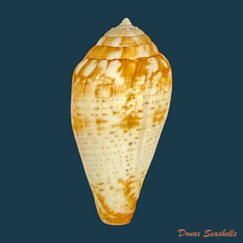 conus-valentinae-d-monteiro-a-monteiro-2024-46-5mm-copia-1