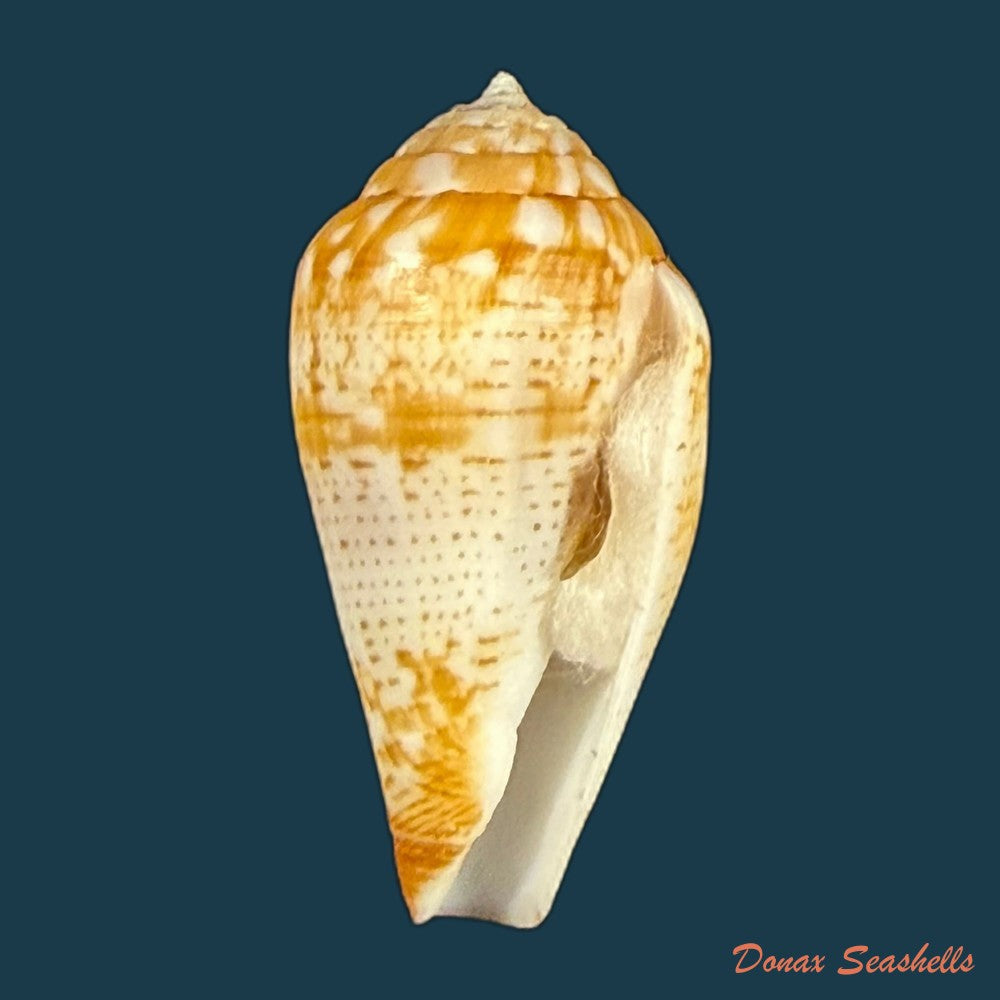 conus-valentinae-d-monteiro-a-monteiro-2024-46-5mm-copia-1