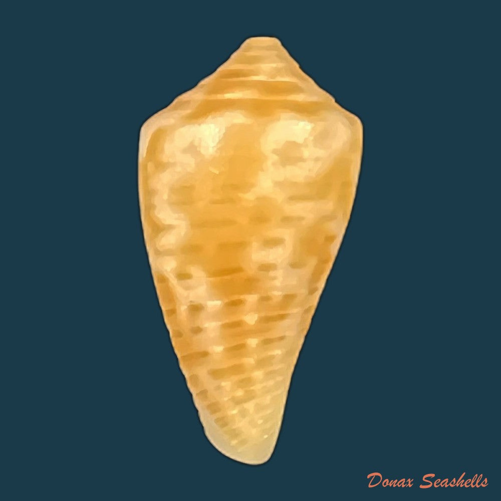 conus-valentinae-d-monteiro-a-monteiro-2024-46-5mm-copia