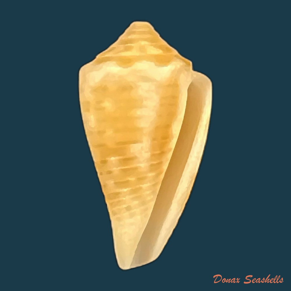conus-valentinae-d-monteiro-a-monteiro-2024-46-5mm-copia
