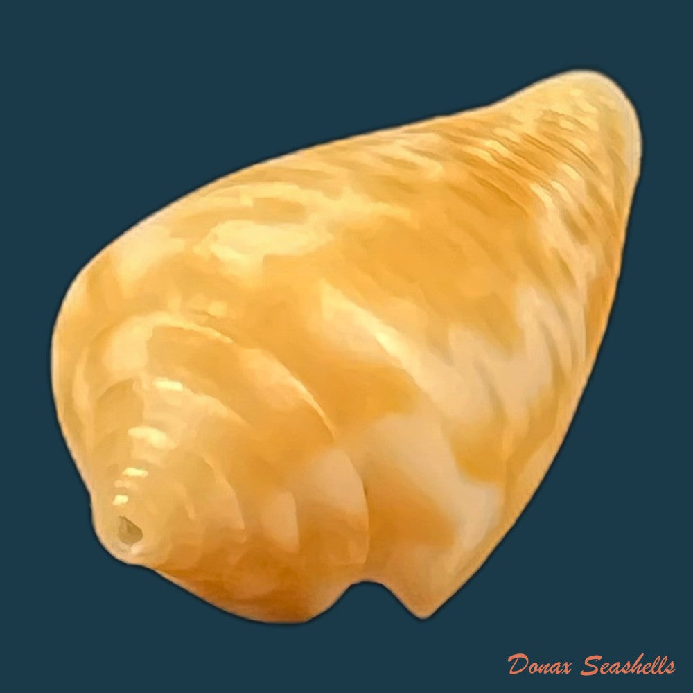 conus-valentinae-d-monteiro-a-monteiro-2024-46-5mm-copia