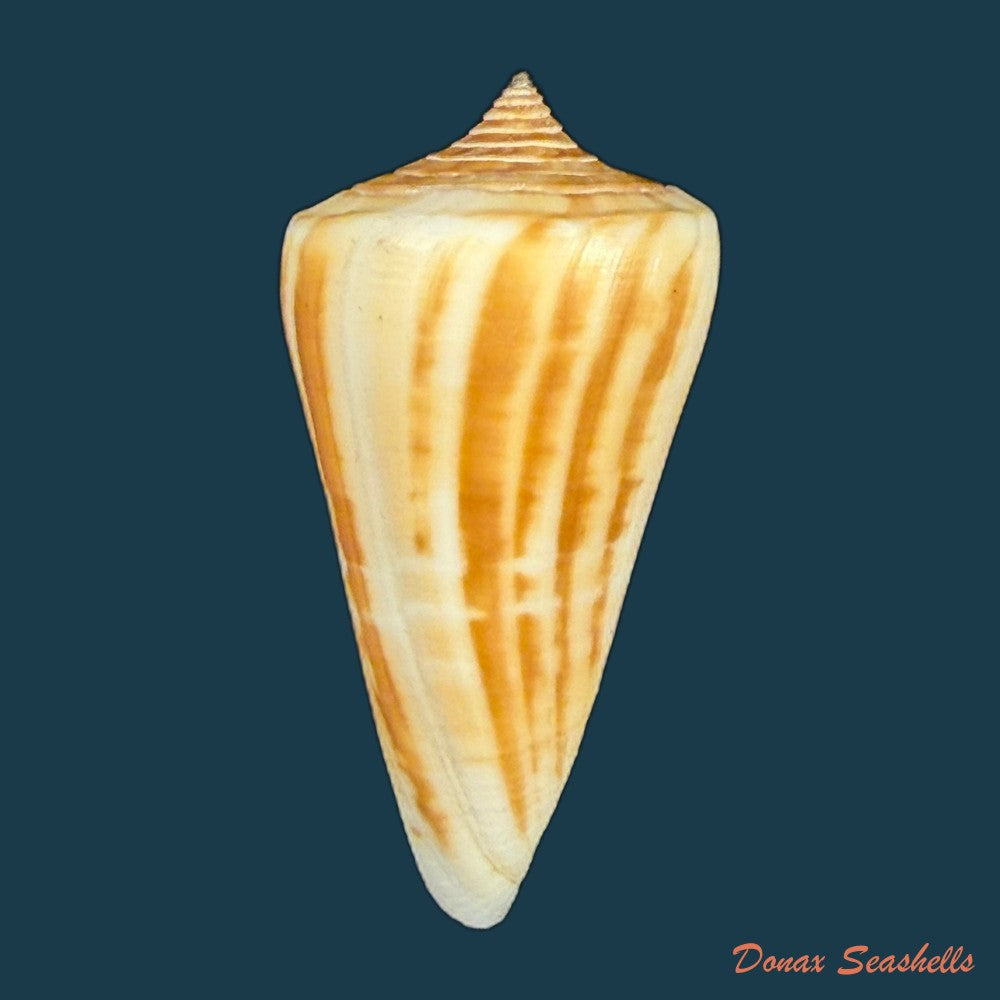 conus-virgatus-reeve-1849-59-6mm-copia