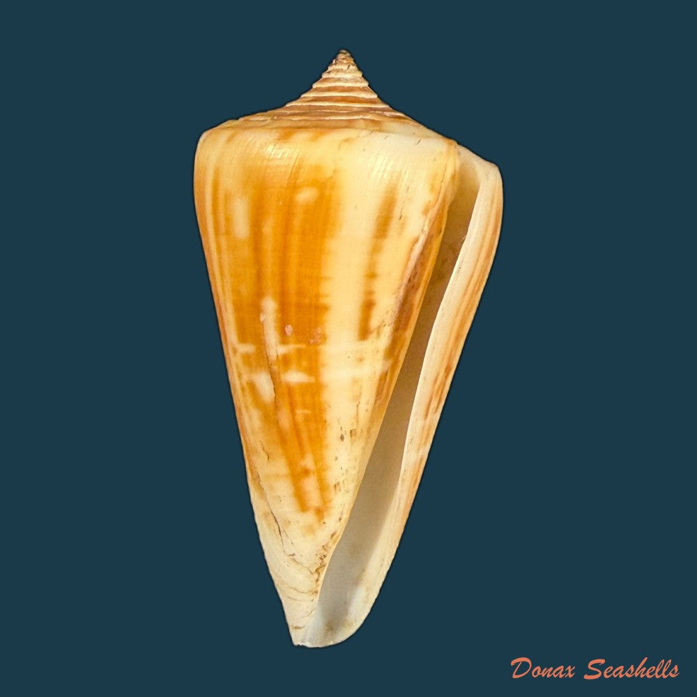 conus-virgatus-reeve-1849-59-6mm-copia