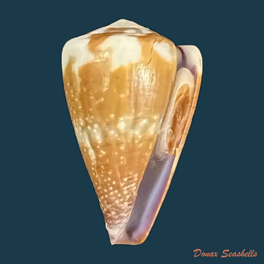 conus-vittatus-hwass-in-bruguiere-1792-27-9mm-copia