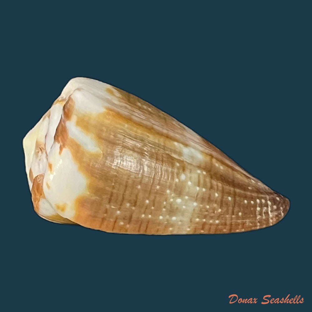 conus-vittatus-hwass-in-bruguiere-1792-27-9mm-copia