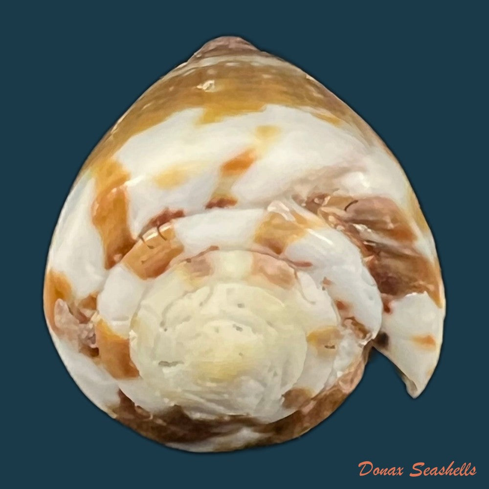conus-vittatus-hwass-in-bruguiere-1792-27-9mm-copia