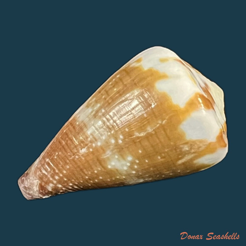 conus-vittatus-hwass-in-bruguiere-1792-27-9mm-copia