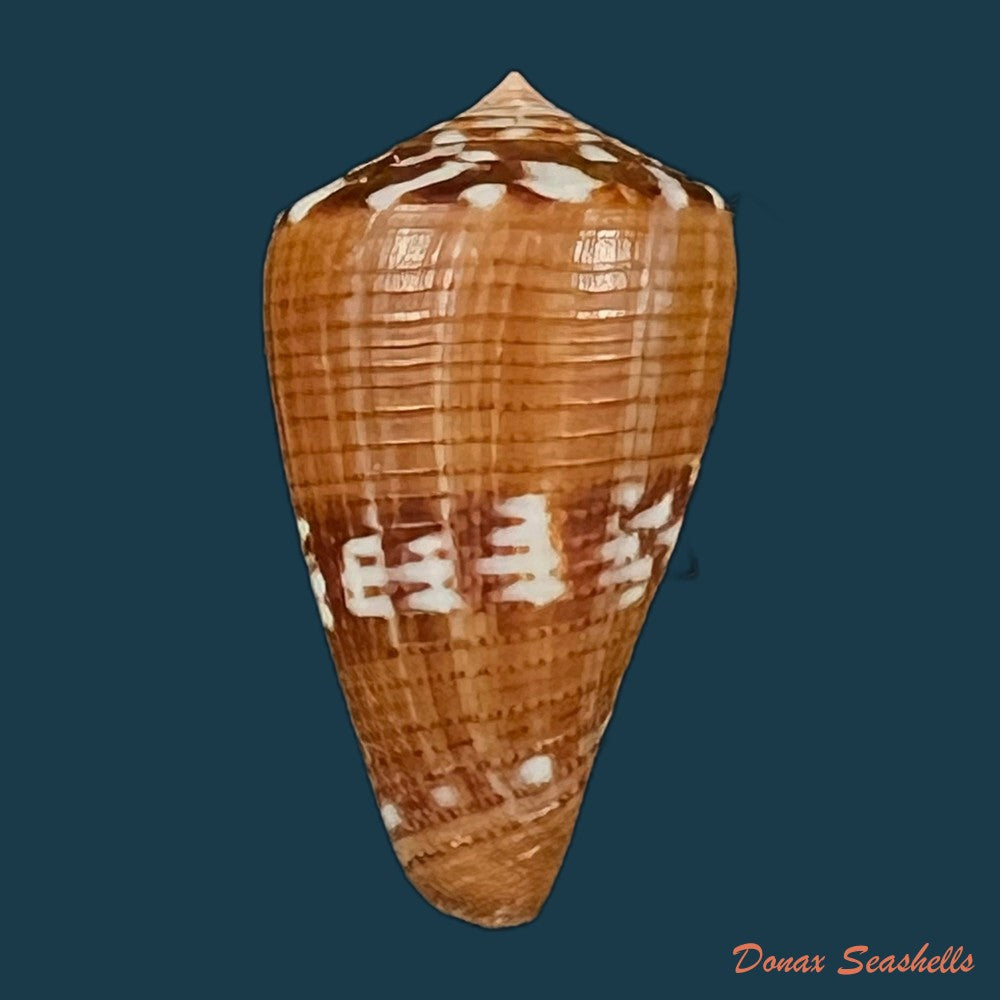conus-vittatus-hwass-in-bruguiere-1792-29-7mm-copia