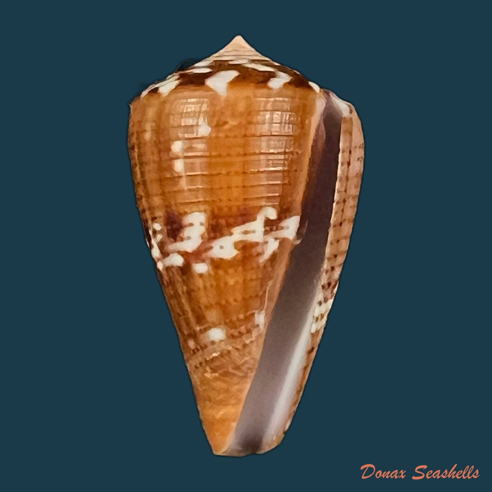 conus-vittatus-hwass-in-bruguiere-1792-29-7mm-copia