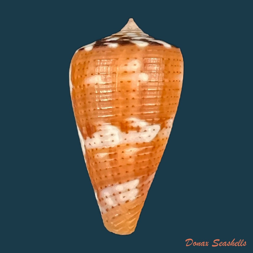 conus-vittatus-hwass-in-bruguiere-1792-30-9mm-copia