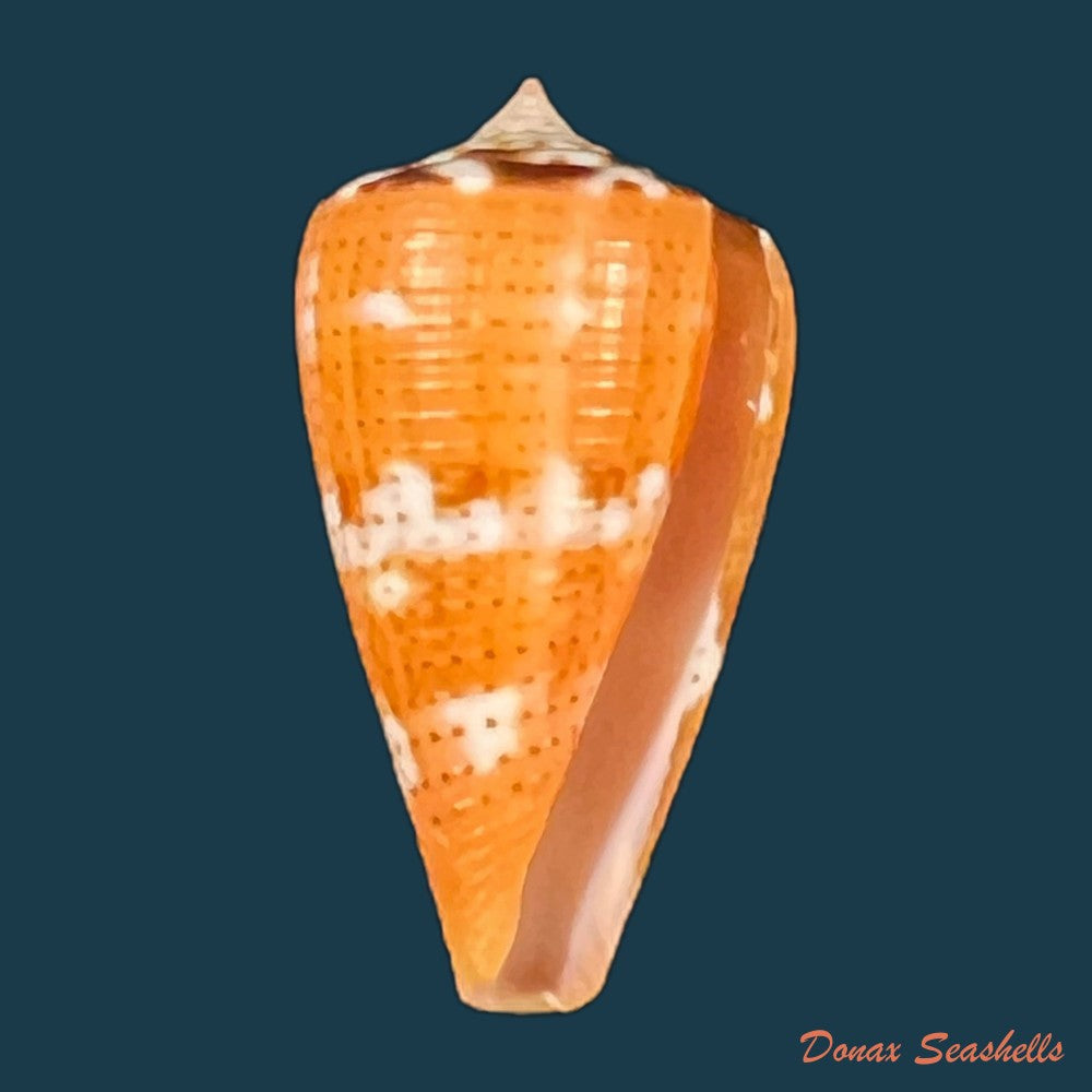 conus-vittatus-hwass-in-bruguiere-1792-30-9mm-copia