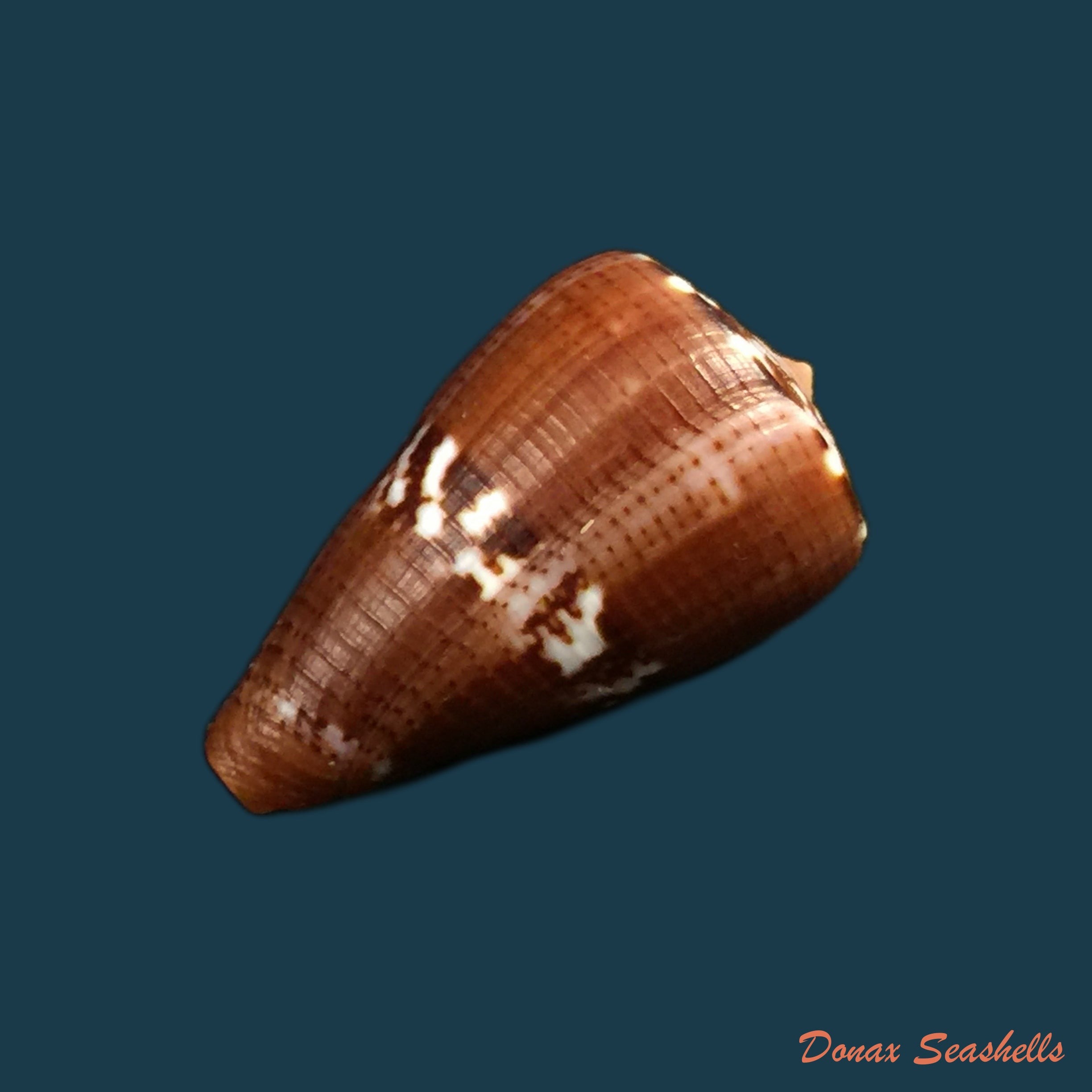 conus-vittatus-hwass-in-bruguiere-1792