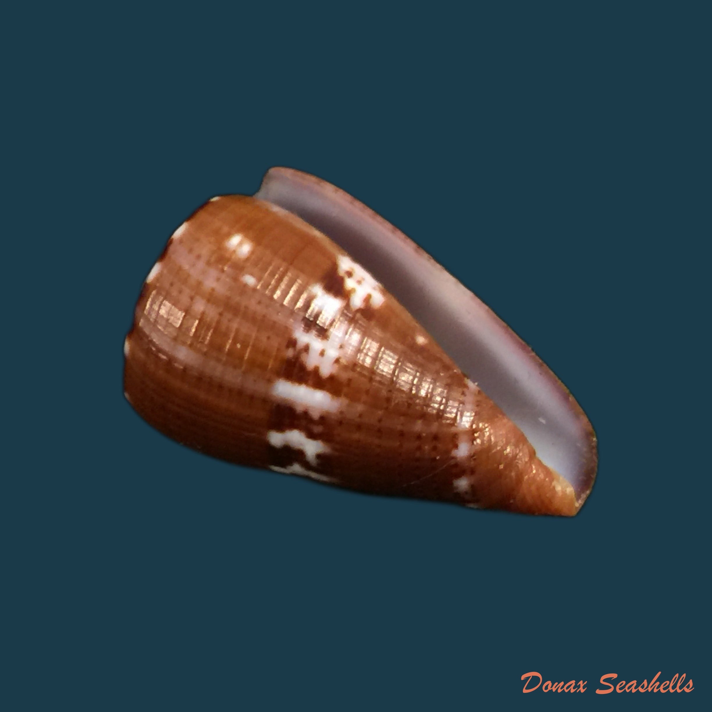 conus-vittatus-hwass-in-bruguiere-1792