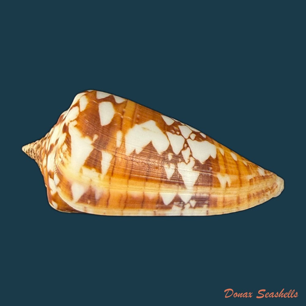 conus-wandae-t-cossignani-2014-32-1mm-copia