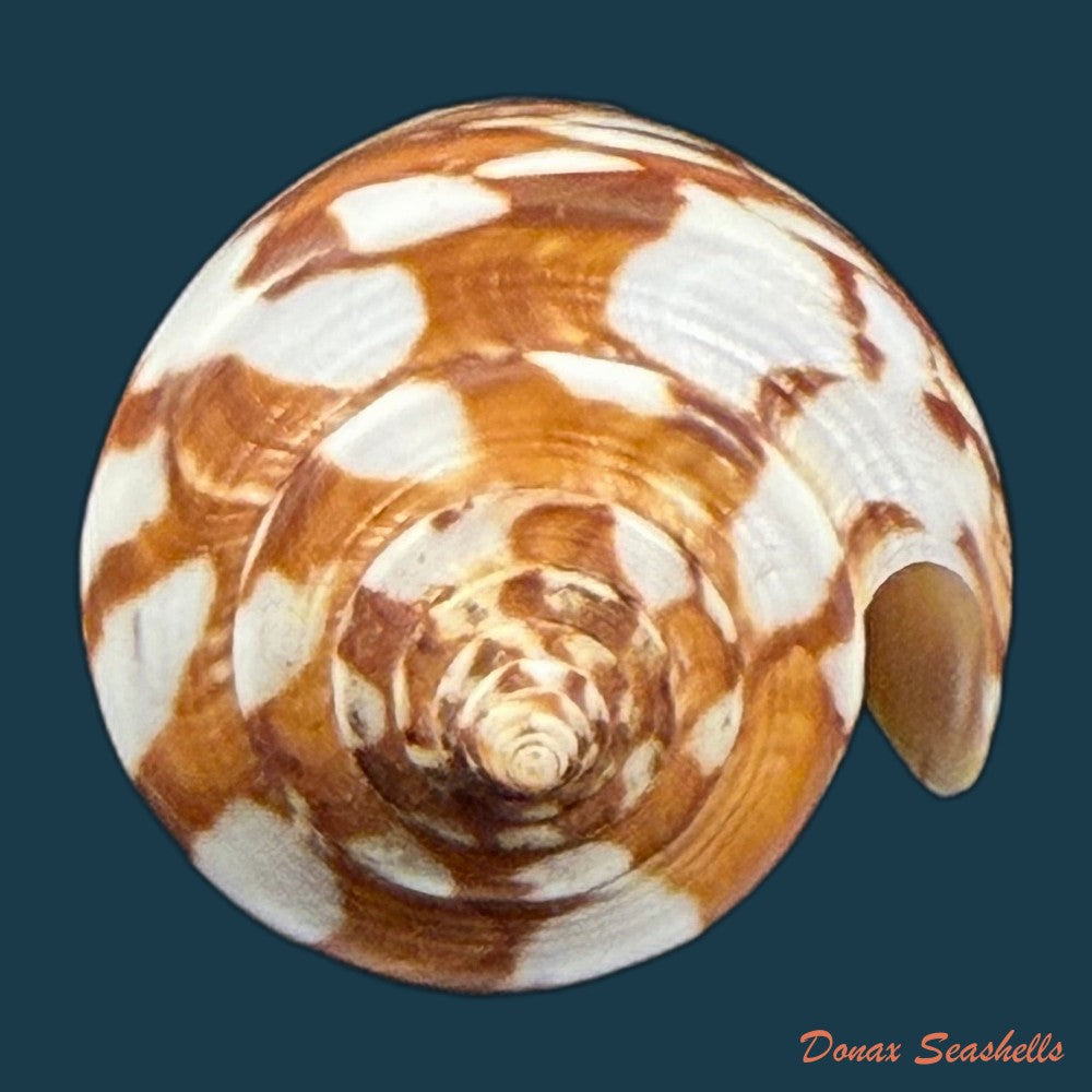 conus-wandae-t-cossignani-2014-32-1mm-copia