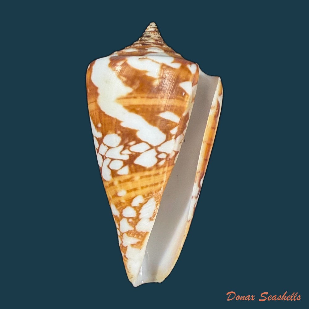 conus-wandae-t-cossignani-2014-32-1mm-copia