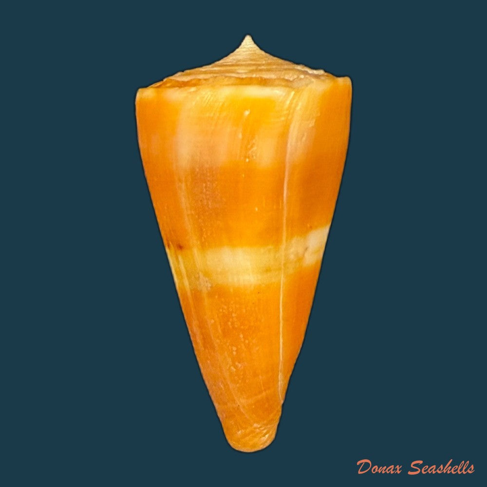 conus-worki-petuch-1998-41-6mm-copia