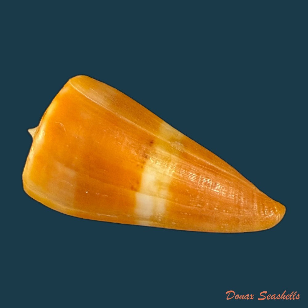 conus-worki-petuch-1998-41-6mm-copia
