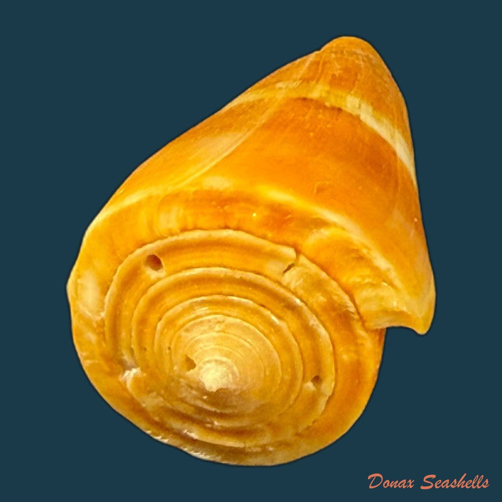 conus-worki-petuch-1998-41-6mm-copia